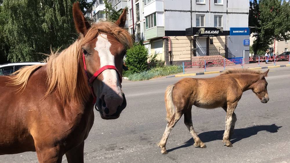 В Брянске цыганские лошади стали вымогать квас у продавщиц
