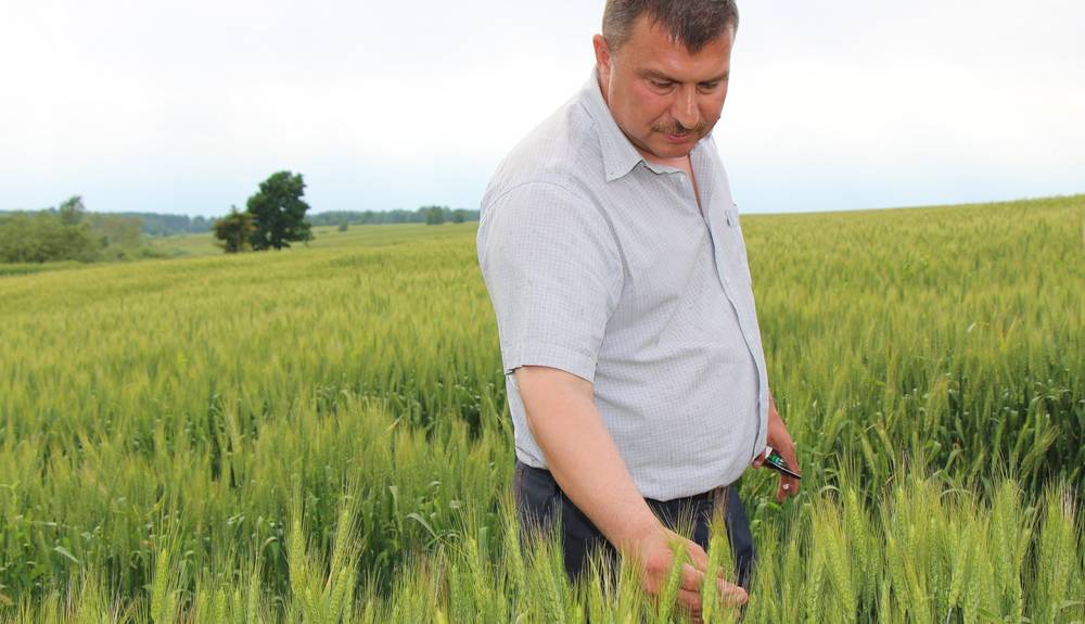 Брянское предприятие «Сельхозник» приступило к уборке озимой пшеницы