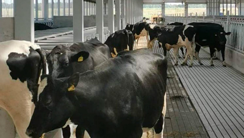 В Брянскую область из Германии привезли 630 коров голштинской породы
