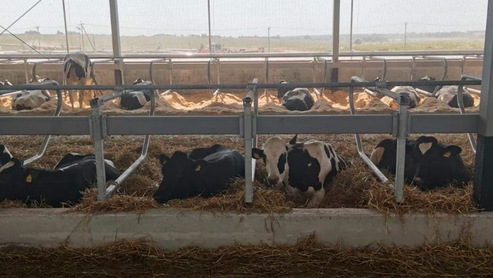 В Брянскую область из Германии привезли 630 коров голштинской породы