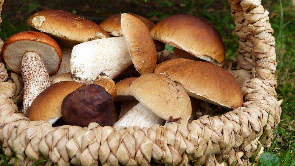 В брянских лесах из-за сильной жары исчезли грибы