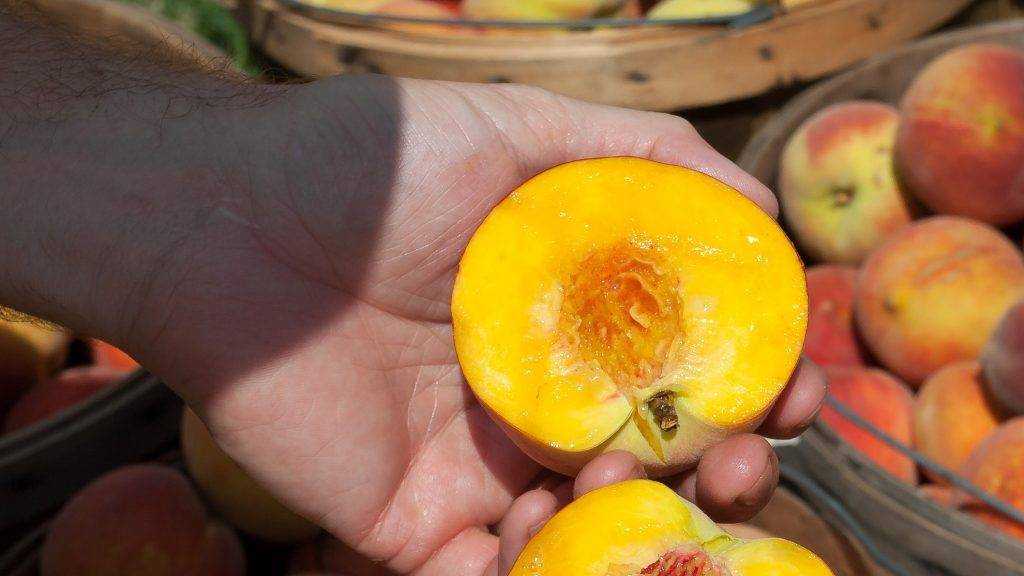 В Брянскую область запретили ввоз 27 тонн зараженных турецких персиков