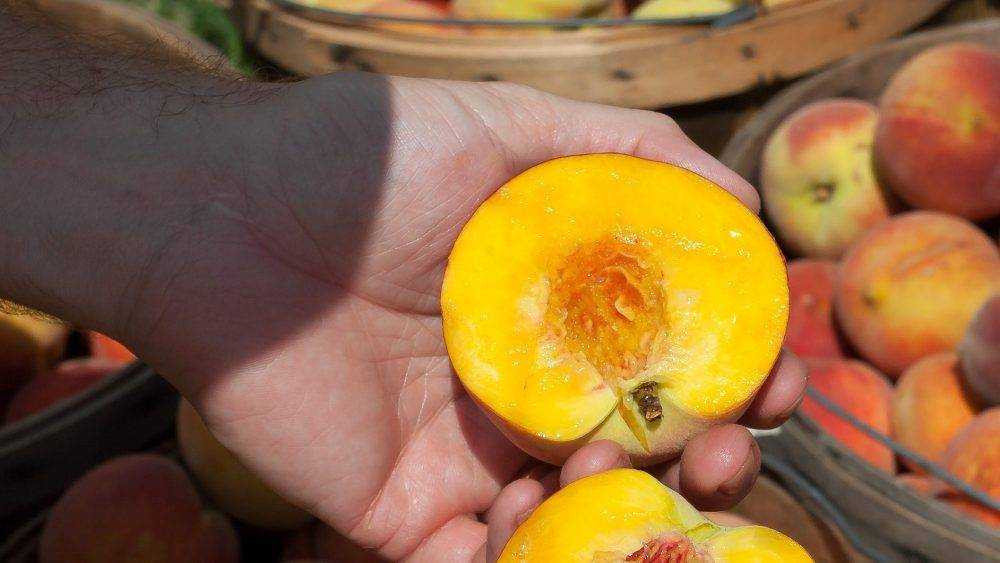 Из Брянской области вернули в Турцию 20 тонн заражённых персиков