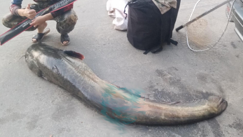 Житель Брянска поймал в озере Орлик сома весом более 49 килограммов