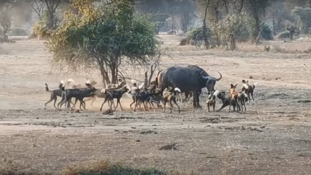 Туристы сняли видео невероятного исхода нападения хищников на буйволов