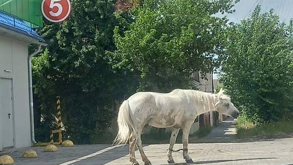 В Клинцах местный житель потерял белого коня
