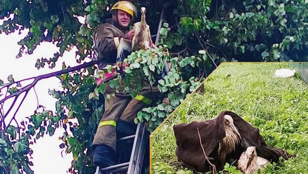 Брянские пожарные рассказали о случаях спасения попавших в беду животных