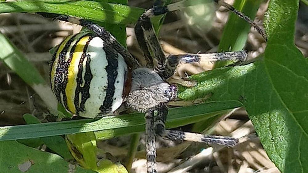 В Севском районе обнаружили ядовитых пауков семейства аргиопа брюнниха