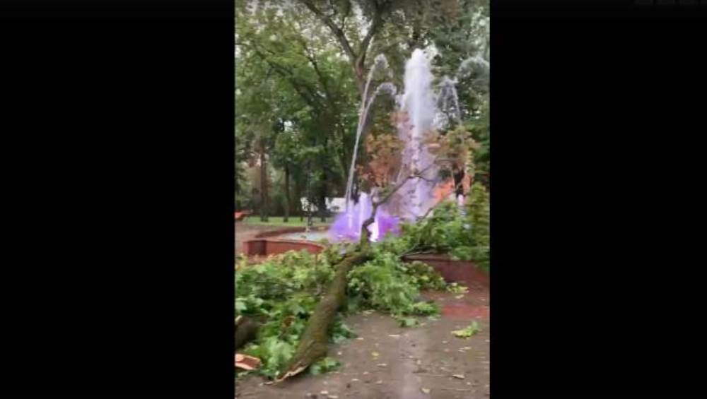 В Круглом сквере Брянска ураганный ветер повалил деревья