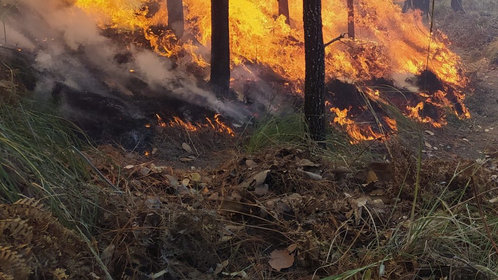 Брянскую область внесли в тревожный список из-за лесных пожаров