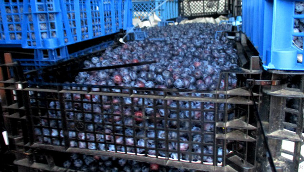 Из Брянской области в Белоруссию вернули около 2 тонн голубики
