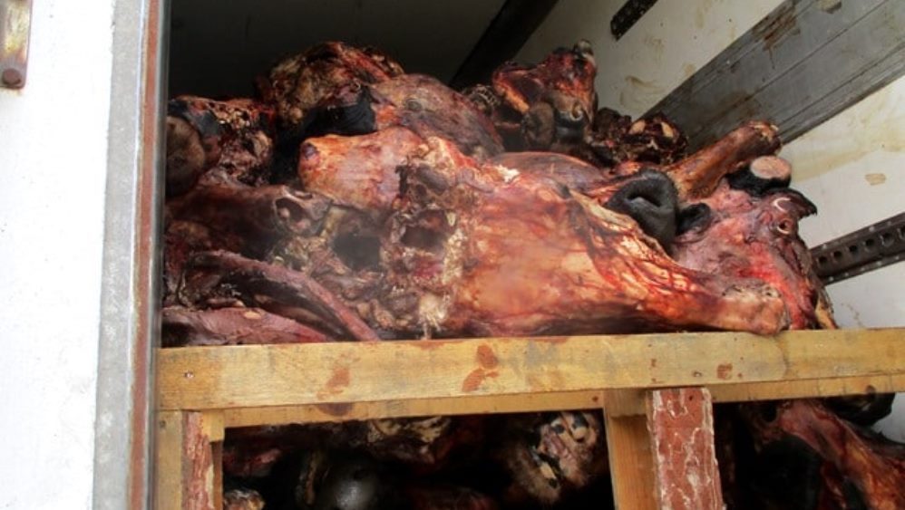 Брянские контролёры вернули белорусам 32 тонны сомнительной говядины