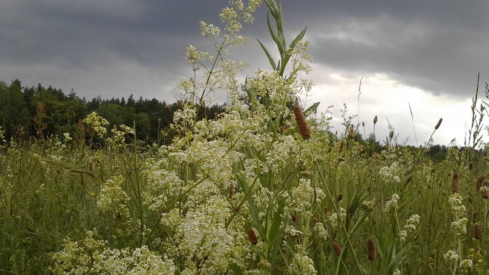 В Брянской области пройдет 18 августа сильный ливень с грозой и градом