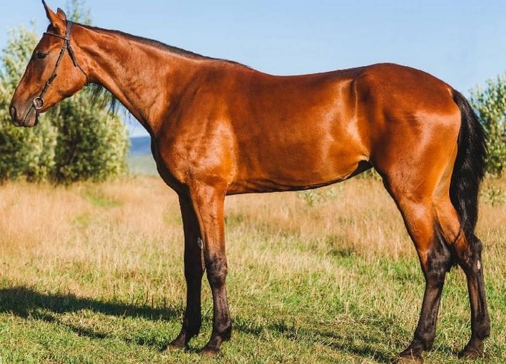 Брянский конезавод в Локте пригласил ценителей лошадей на аукцион рысаков