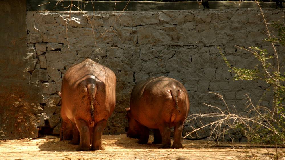 Забавных бегемотиков из брянского зоопарка показали по Первому каналу