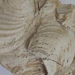 Под Брянском ученые нашли зуб древней акулы и другие окаменелости