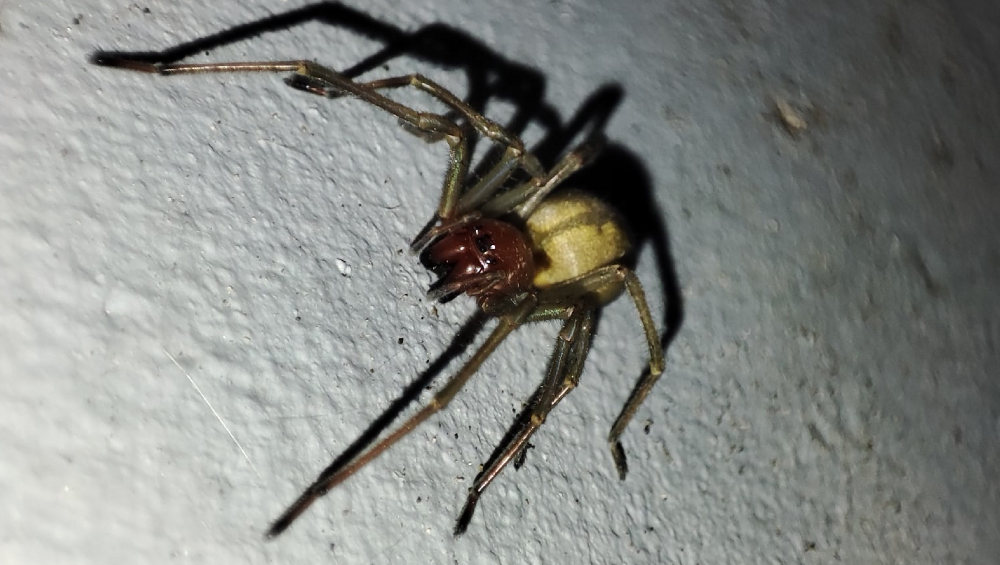 Житель Брянска в переулке Пилотов обнаружил ядовитого паука