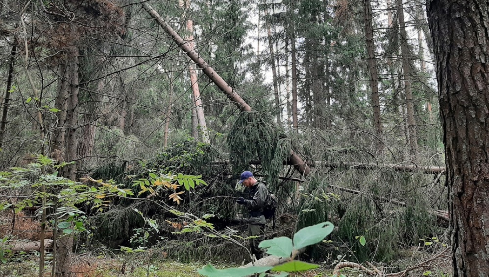 Под Брянском продолжились поиски пропавшего в лесу 75-летнего мужчины