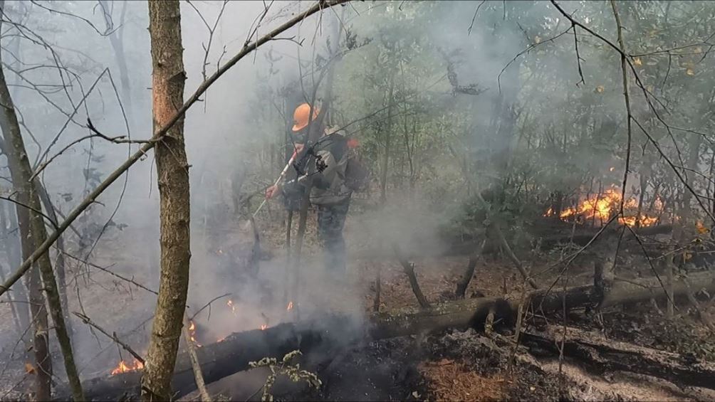 В Новозыбкове главу сельхозпредприятия обвинили в трёх лесных пожарах