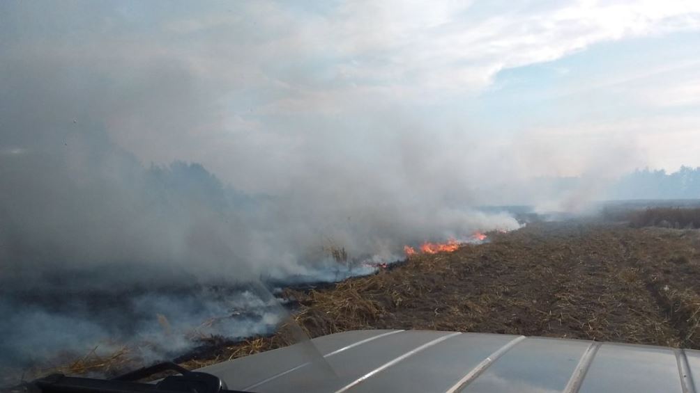 В Новозыбкове главу сельхозпредприятия обвинили в трёх лесных пожарах