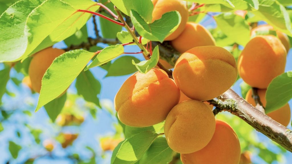 Абрикос – полезные свойства плодов
