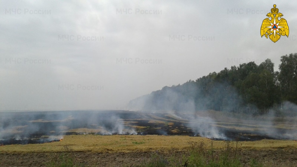 В Брянской области за поджог леса ответит директор сельхозпредприятия