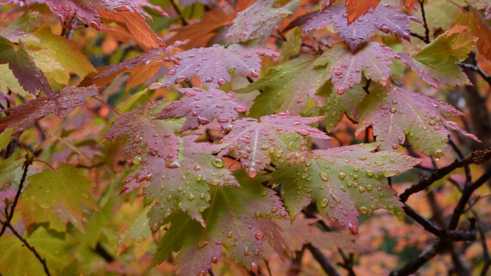 В Брянской области ожидается суровая погода с октябрьским характером