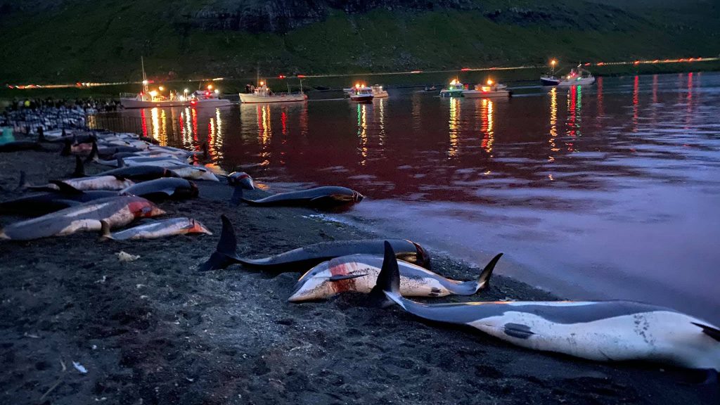 Рыбаки Фарерских островов убили более 1400 дельфинов