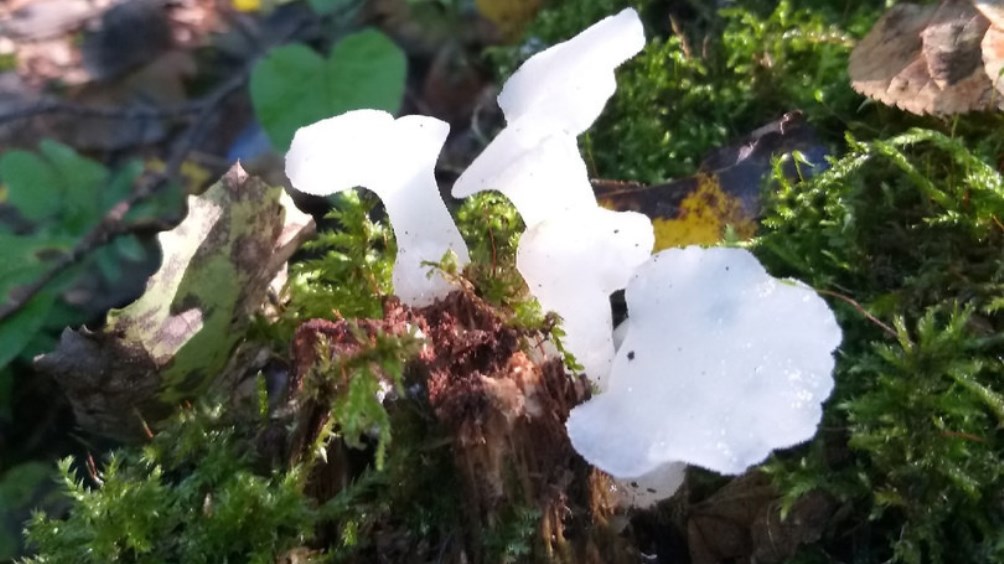Под Дятьковом Брянской области обнаружили редкий ледяной гриб