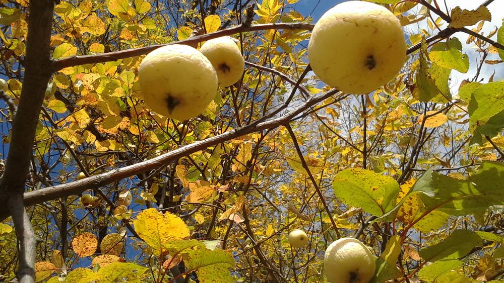 Брянские магазины начали продавать саженцы с яблоками на ветках