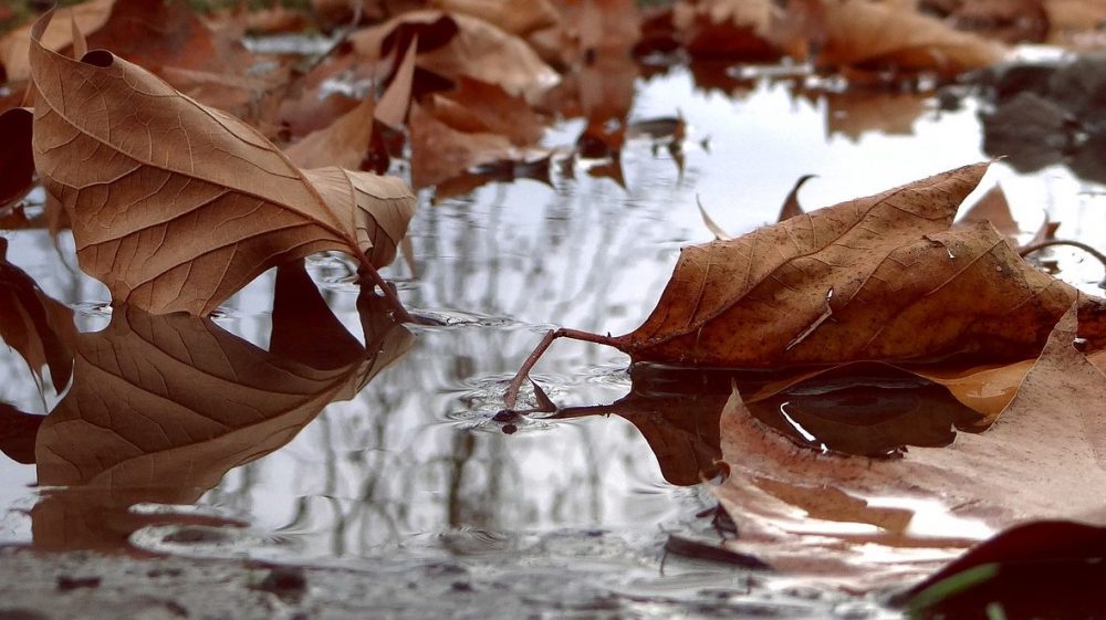 В Брянской области 15 сентября 2023 года пройдут кратковременные дожди с грозами