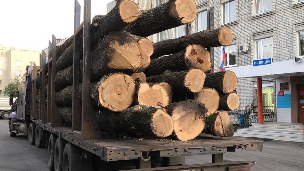 В Брянской области попались с поличным 40 перевозчиков нелегальной древесины