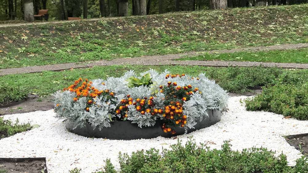 В парке локотской усадьбы Михаила Романова созрели райские яблочки