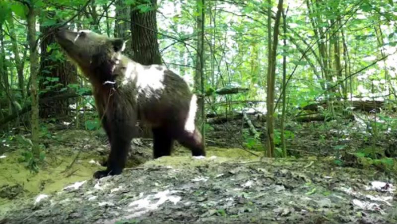 В фотоловушку «Брянского леса» попался медведь-подросток