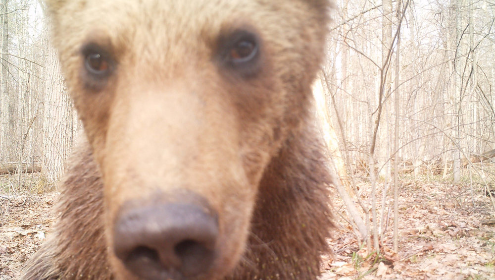 Жителей Брянской области растрогал фотоснимок грустного медведя