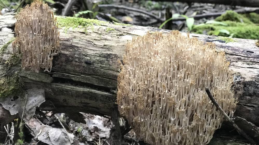 В брянском лесу выросли похожие на кораллы грибы