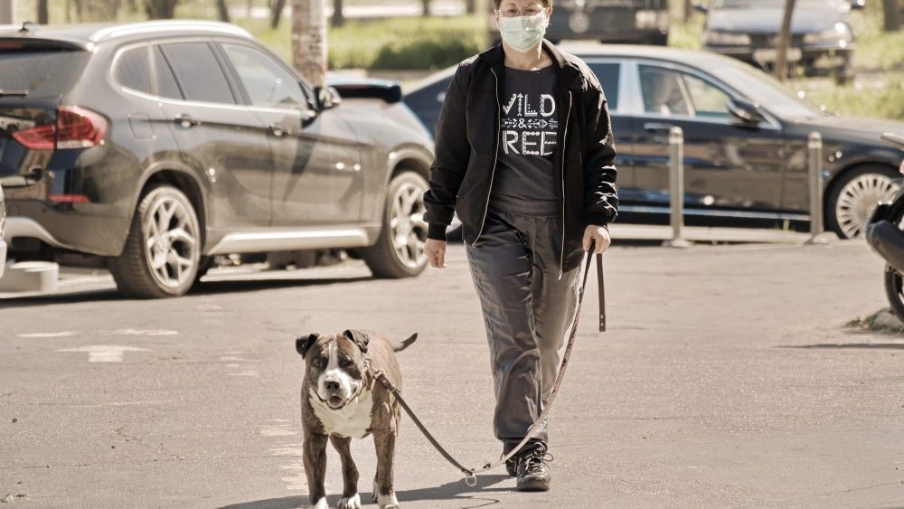 Для выявления заболевших коронавирусом стали использовать собак