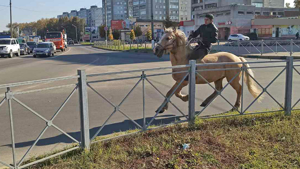 В Брянске цыган на лошади проскакал на красный сигнал светофора