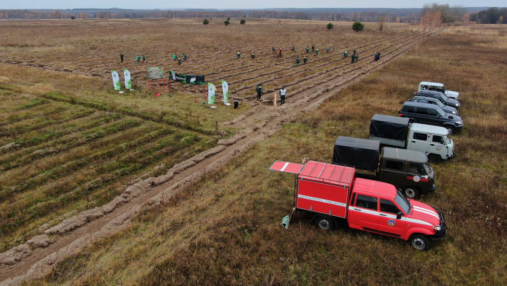 В Новозыбковском районе в зоне радиации заложили дубовую рощу на 5 гектарах