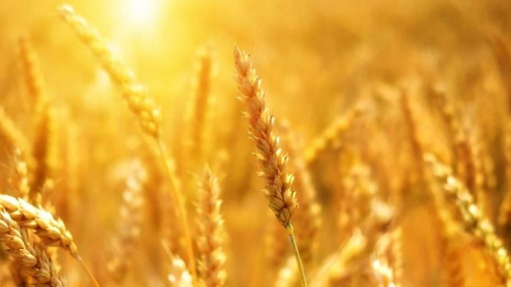 Николай Валуев: «Брянская область получит еще один инструмент для реализации сельскохозяйственной продукции собственниками земельных участков»