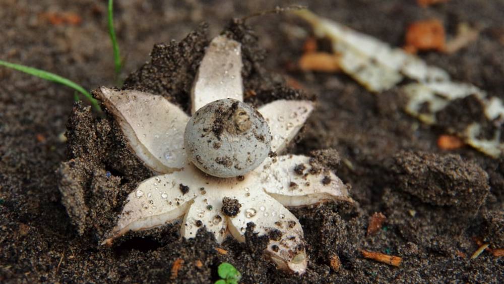 Диковинный гриб-звезду нашли в орловском лесу