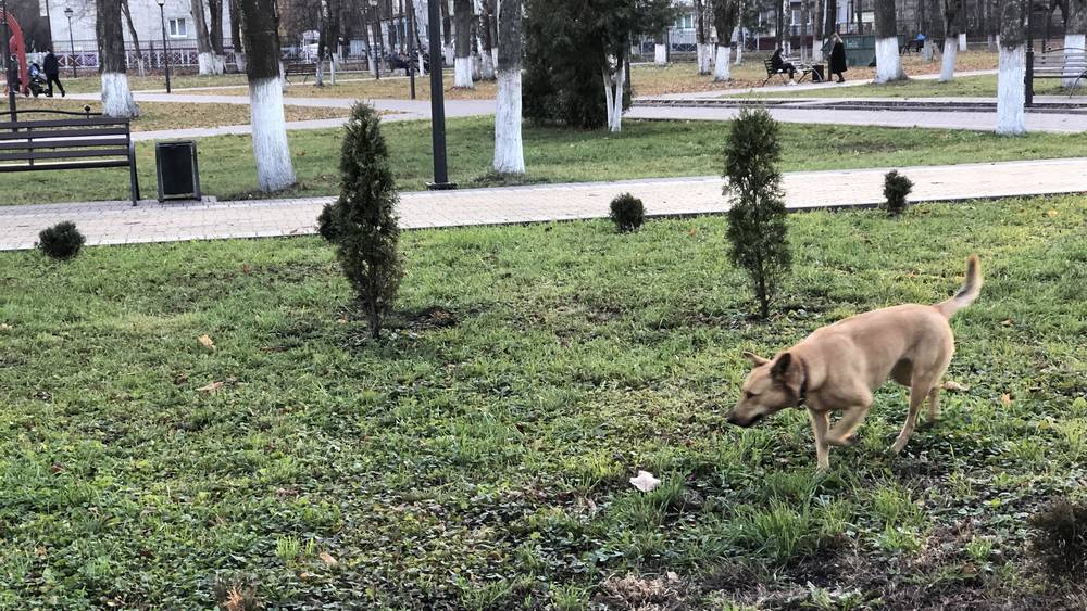 В Брянске чувственных владельцев собак обвинили в феноменальной наглости