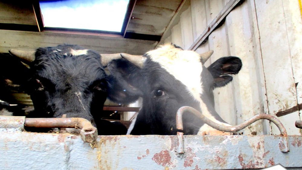 В Брянской области были выявлены нелегальные перевозки 1000 голов скота