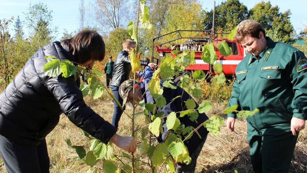 До конца октября в Брянской области посадят более 100 тысяч деревьев