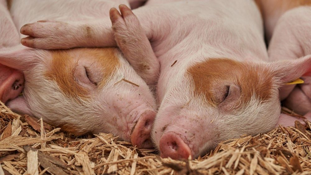 Брянские свиньи недобрали в весе из-за жары и чумы