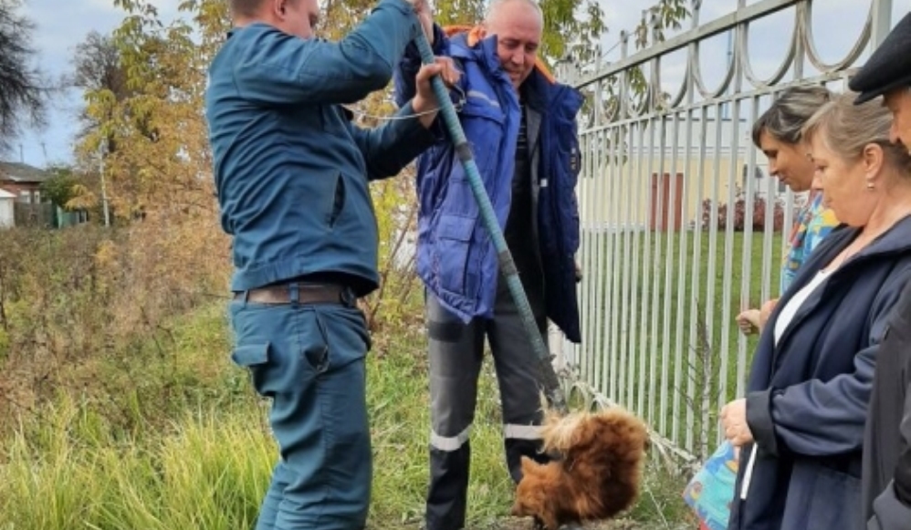 В Клинцах сотрудники роддома помогли спасти провалившуюся в люк собаку