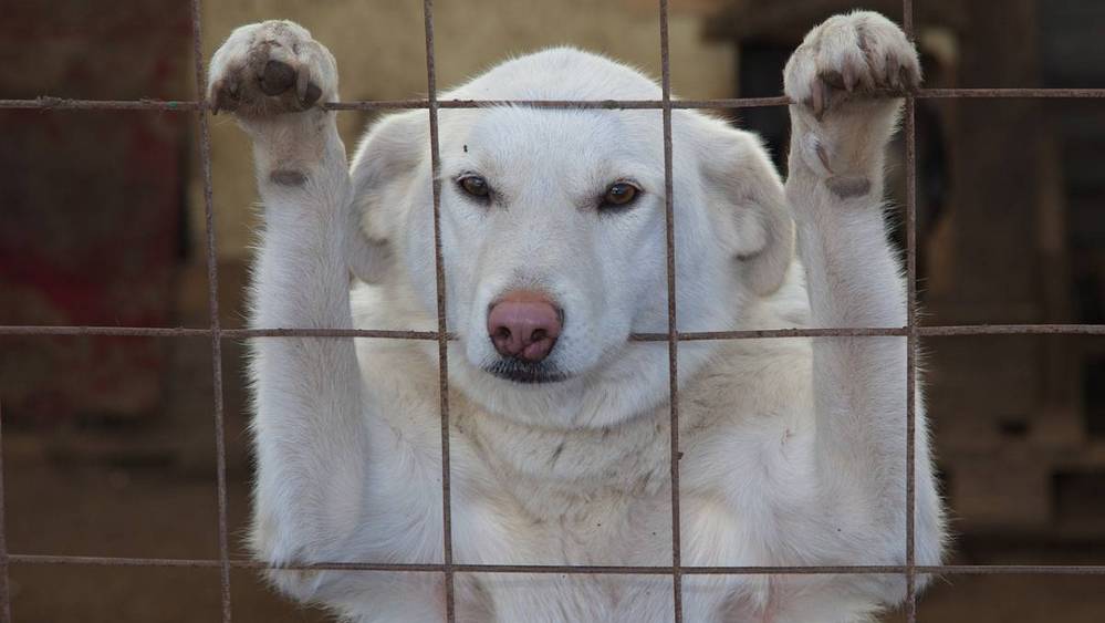 Жителям Брянской области сообщили о штрафах до 200 тысяч рублей за укусы собак
