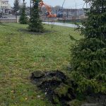 В Брянске сохранили деревья в зоне строительства моста на набережной