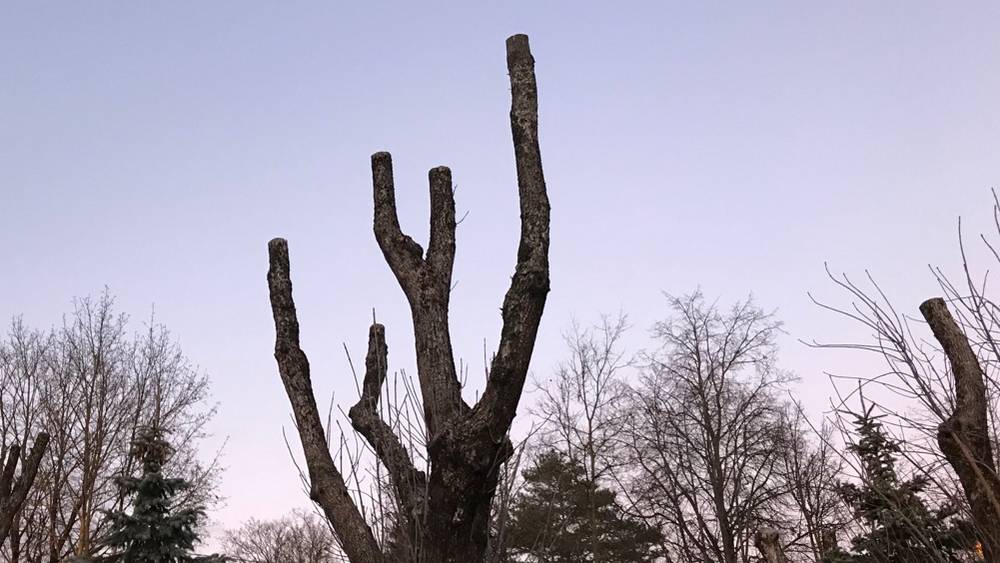 Центр Бежицкого района Брянска обезобразили деревьями-культями