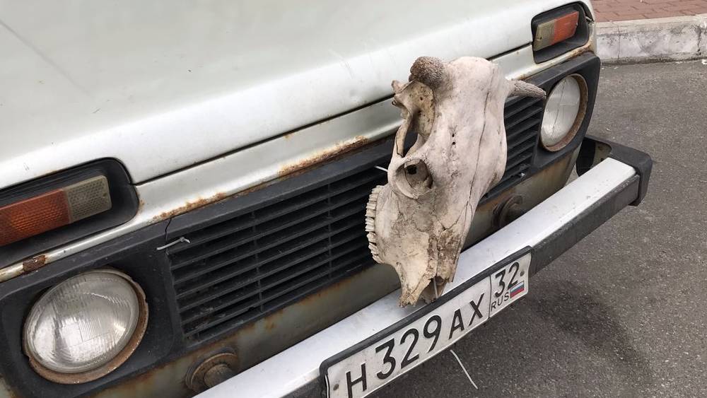В Брянске водители стали разъезжать с черепами животных на капоте